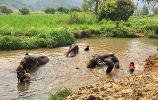 karen elephant camp, chiang mai elephant camp, local elephant camp in chiang mai