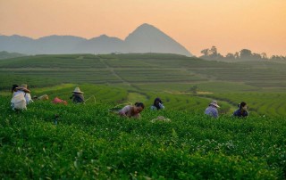 singha park, singha park chiang rai