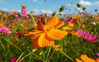 singha park, singha park chiang rai
