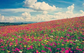 singha park, singha park chiang rai