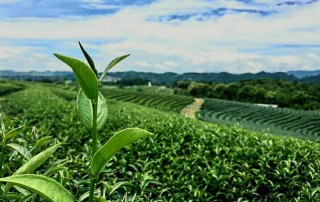 singha park, singha park chiang rai, rai boon rod chiang rai, singh park, singh park chiang rai