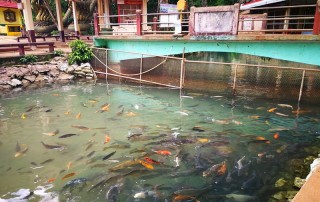 tham pum and tham pla cave, tham pla, wat tham pla. tham pla temple