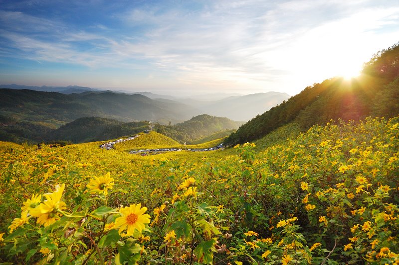 bua tong field at doi mae-u-kho, bua tong field at mae hong son, bua tong field, doi mae-u-kho, attractions in mae hong son