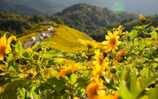 all highlights mae hong son loop tour, 4 days 3 nights all highlights mae hong son loop tour, 4 days all highlights mae hong son loop tour, all highlights chiang mai to mae hong son loop tour, bua tong field at doi mae-u-kho, bua tong field at mae hong son, bua tong field, doi mae-u-kho, attractions in mae hong son