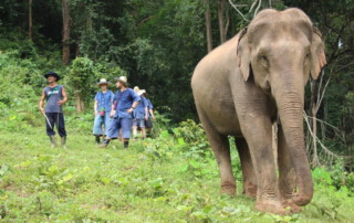 maetang elephant care program, chiang mai elephant care, chiang mai elephant volunteer, chiang mai elephant tour, maetang elephant care