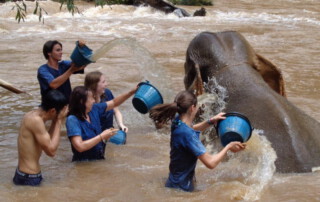 maetang elephant care program, chiang mai elephant care, chiang mai elephant volunteer, chiang mai elephant tour, maetang elephant care