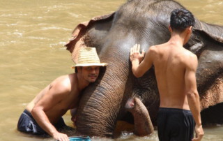 maetang elephant care program, chiang mai elephant care, chiang mai elephant volunteer, chiang mai elephant tour, maetang elephant care