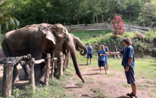 maetang elephant care program, chiang mai elephant care, chiang mai elephant volunteer, chiang mai elephant tour, maetang elephant care