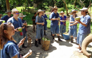 maetang elephant care program, chiang mai elephant care, chiang mai elephant volunteer, chiang mai elephant tour, maetang elephant care