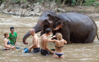 maetang elephant care program, chiang mai elephant care, chiang mai elephant volunteer, chiang mai elephant tour, maetang elephant care