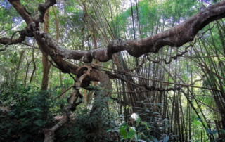 hiking doi chiang dao, doi chiang dao hiking, 1 day chiang mai trekking chiang dao area, 1 day chiang mai trekking chiang dao, chiang mai trekking chiang dao, trekking chiang dao, trekking chiang dao wildlife sanctuary, hiking chiang dao wildlife sanctuary, hiking chiang dao
