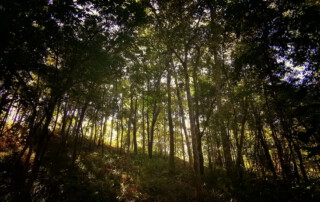 hiking doi chiang dao, doi chiang dao hiking, 1 day chiang mai trekking chiang dao area, 1 day chiang mai trekking chiang dao, chiang mai trekking chiang dao, trekking chiang dao, trekking chiang dao wildlife sanctuary, hiking chiang dao wildlife sanctuary, hiking chiang dao