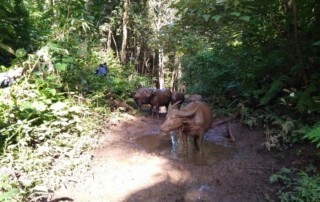 hiking doi chiang dao, doi chiang dao hiking, 1 day chiang mai trekking chiang dao area, 1 day chiang mai trekking chiang dao, chiang mai trekking chiang dao, trekking chiang dao, trekking chiang dao wildlife sanctuary, hiking chiang dao wildlife sanctuary, hiking chiang dao