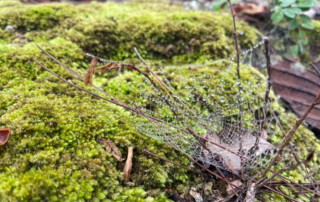 hiking doi chiang dao, doi chiang dao hiking, 1 day chiang mai trekking chiang dao area, 1 day chiang mai trekking chiang dao, chiang mai trekking chiang dao, trekking chiang dao, trekking chiang dao wildlife sanctuary, hiking chiang dao wildlife sanctuary, hiking chiang dao