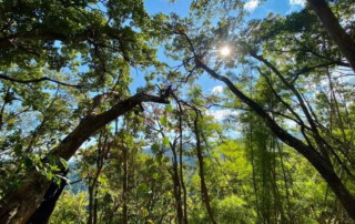 hiking doi chiang dao, doi chiang dao hiking, 1 day chiang mai trekking chiang dao area, 1 day chiang mai trekking chiang dao, chiang mai trekking chiang dao, trekking chiang dao, trekking chiang dao wildlife sanctuary, hiking chiang dao wildlife sanctuary, hiking chiang dao