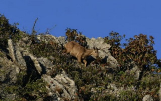 hiking doi chiang dao, doi chiang dao hiking, 1 day chiang mai trekking chiang dao area, 1 day chiang mai trekking chiang dao, chiang mai trekking chiang dao, trekking chiang dao, trekking chiang dao wildlife sanctuary, hiking chiang dao wildlife sanctuary, hiking chiang dao