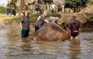 elephant care at kanta elephant sanctuary, kanta elephant sanctuary, elephant tour at kanta elephant sanctuary, elephant programs at kanta elephant sanctuary, kanta elephant sanctuary