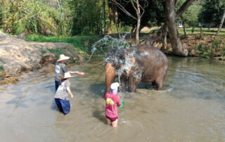 elephant care at kanta elephant sanctuary, kanta elephant sanctuary, elephant tour at kanta elephant sanctuary, elephant programs at kanta elephant sanctuary, kanta elephant sanctuary