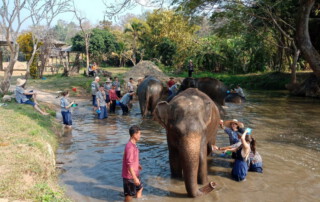 elephant care at kanta elephant sanctuary, kanta elephant sanctuary, elephant tour at kanta elephant sanctuary, elephant programs at kanta elephant sanctuary, kanta elephant sanctuary