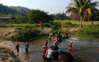 elephant care at kanta elephant sanctuary, kanta elephant sanctuary, elephant tour at kanta elephant sanctuary, elephant programs at kanta elephant sanctuary, kanta elephant sanctuary