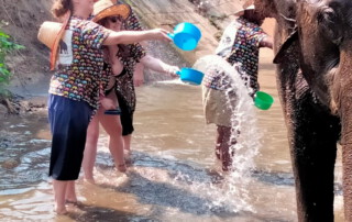 elephant care at kanta elephant sanctuary, kanta elephant sanctuary, elephant tour at kanta elephant sanctuary, elephant programs at kanta elephant sanctuary, kanta elephant sanctuary