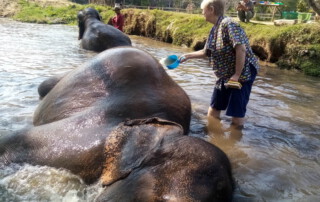 elephant care at kanta elephant sanctuary, kanta elephant sanctuary, elephant tour at kanta elephant sanctuary, elephant programs at kanta elephant sanctuary, kanta elephant sanctuary